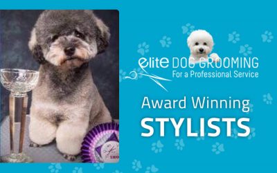 Award Winning Dog Groomer