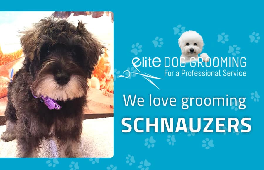 We love grooming schnauzers
