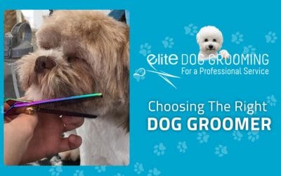 Elite Dog Grooming, Stockport – Choosing the right dog groomer