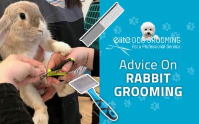 Rabbit Grooming Advice